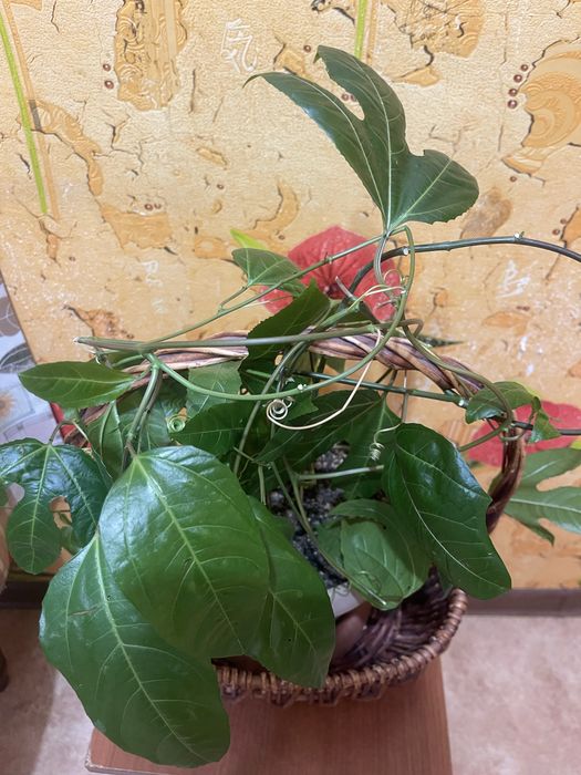 Продам пассифлору маракуйю