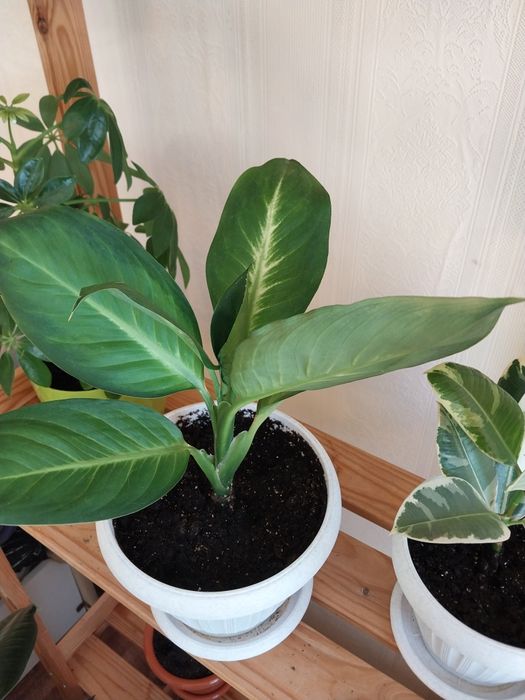 Диффенбахия Камила.