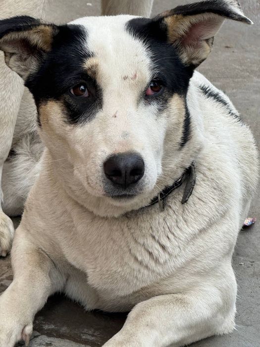 Собаки ищут дом.  Помогите их пристроить