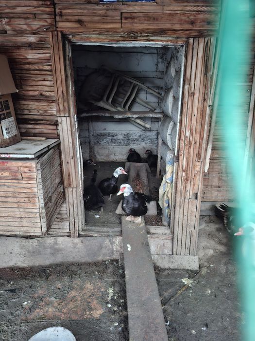 Индоутки не инкубаторские