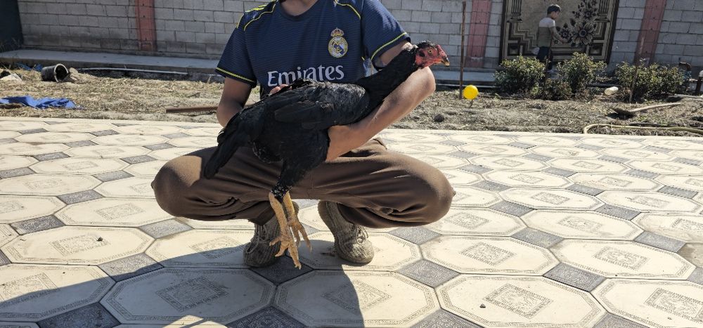 Ispan zot dakan makyon yirik