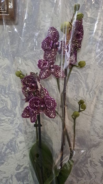 Орхидея дикий кот