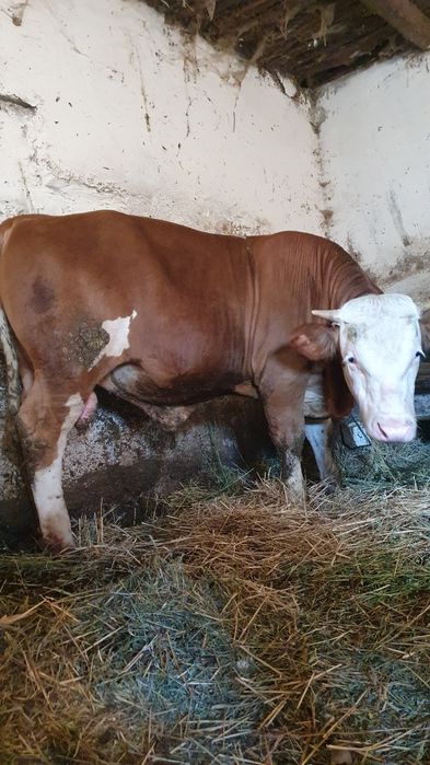 Taur tânăr bălțat