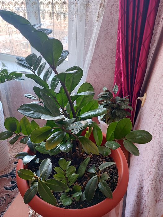 Продам цветы замиокулькас