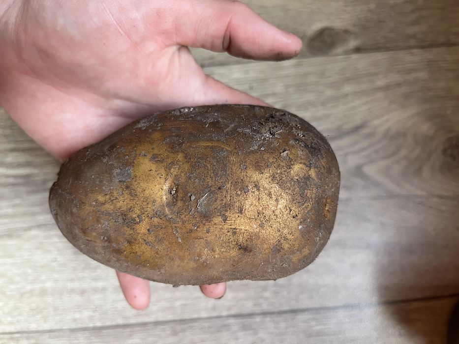 Продам крупный картофель