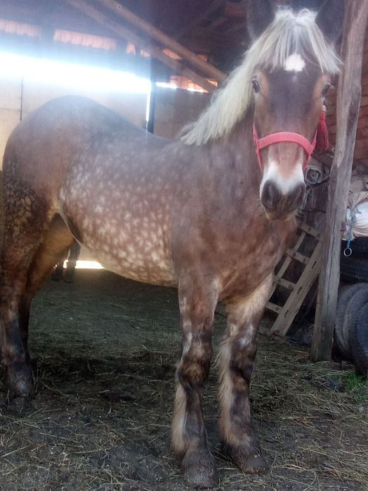 Vând mânză 8 luni foarte cuminte