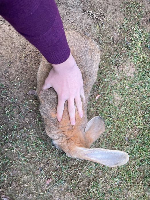 Кролики Бельгийский великан