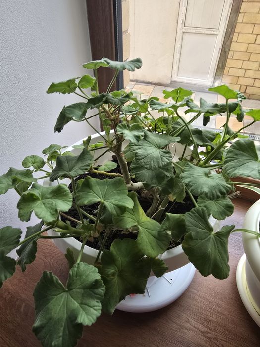 Продам комнатные цветы