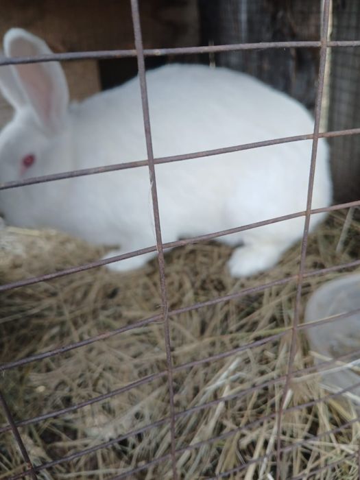 Крольчихи крупные.