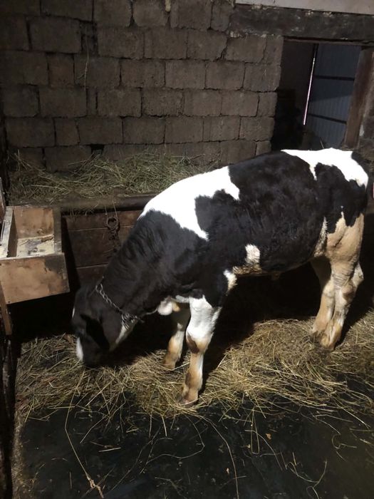 Vițel de vanzare !