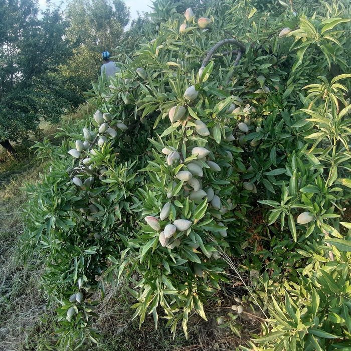 Бодом кучатлари кепан президентки коготи бургут тирнок ва бошкалар