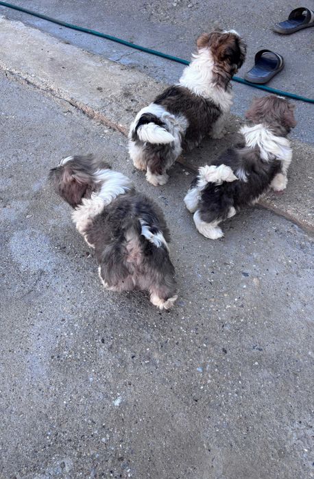 Pui Shih Tzu talie mică (baieteti)– Își caută familii iubitoare și responsabile
