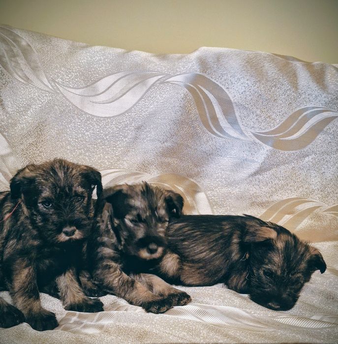 Мител Шнауцер(стандартен)-сол и пипер