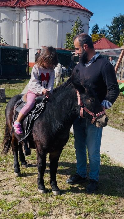 Ponei armăsar negru de  rasă