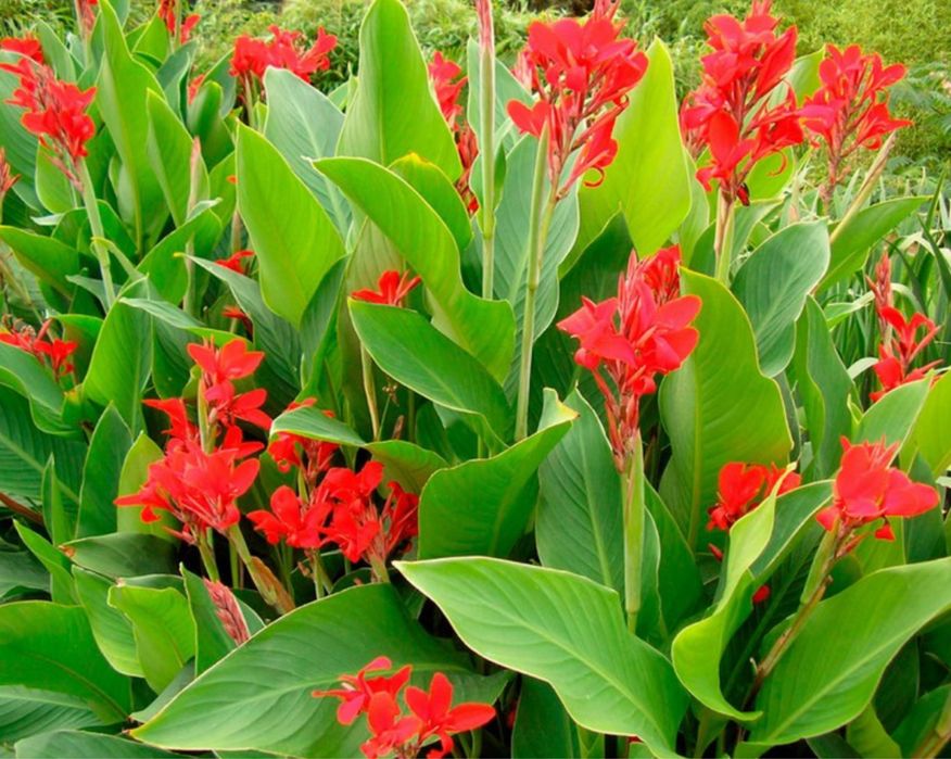 Канны, ирисы луковицы дешево