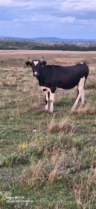 Vând juninci gestante de rasă holstein