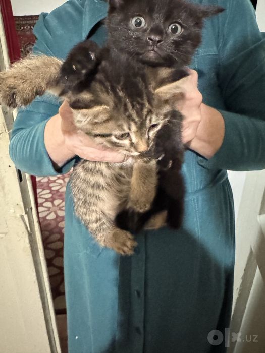 Отдам котят в добрые руки