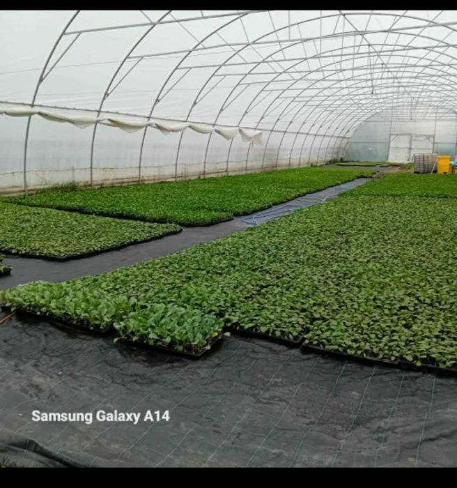 Răsaduri la comandă