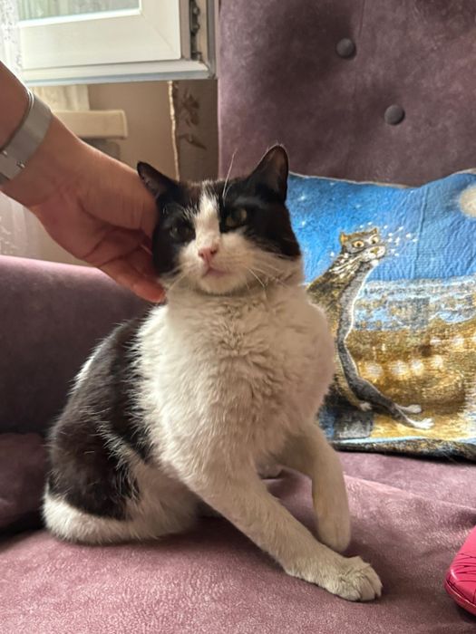 Бесплатно добрый котик