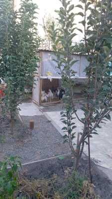 Продается Жилой Дом