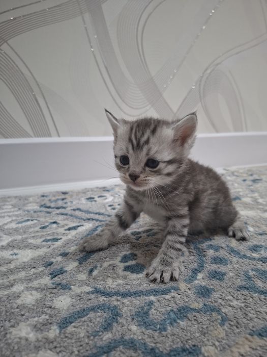 Продам британских котят