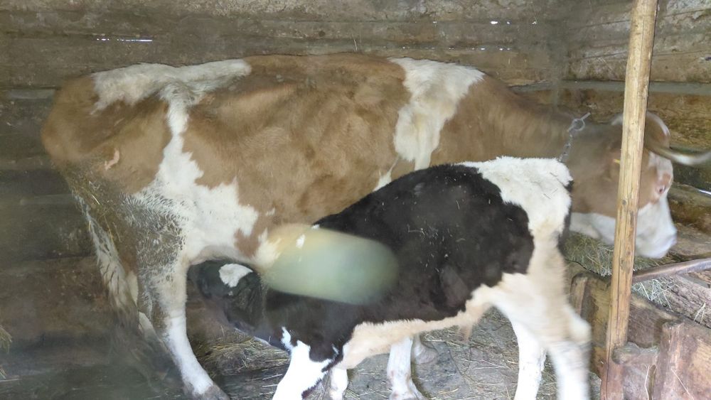 Vând vacă cu vițel