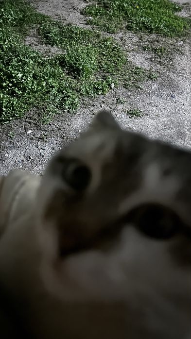 продаем кошку бесплатно могу скинуть еще фотоографии в ватсап