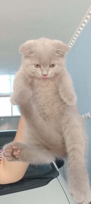 Лиловые красавцы скоттиш фолд и скоттиш страйт