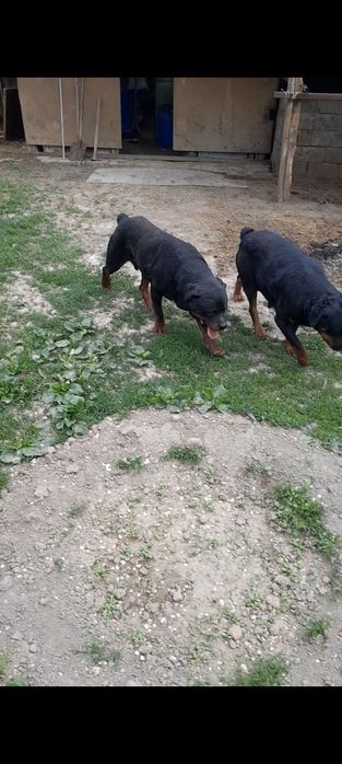 Продам ротвейлера