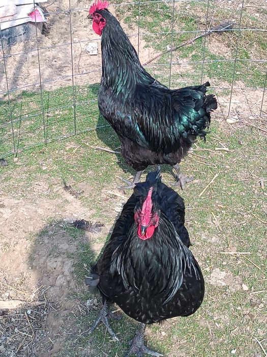 Джерсиский гигант қораздары