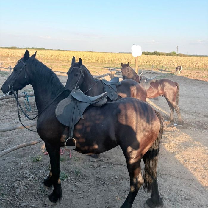 armasar  si iepe frizian / friesian
