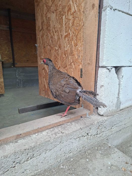 Fazani argintii 2025