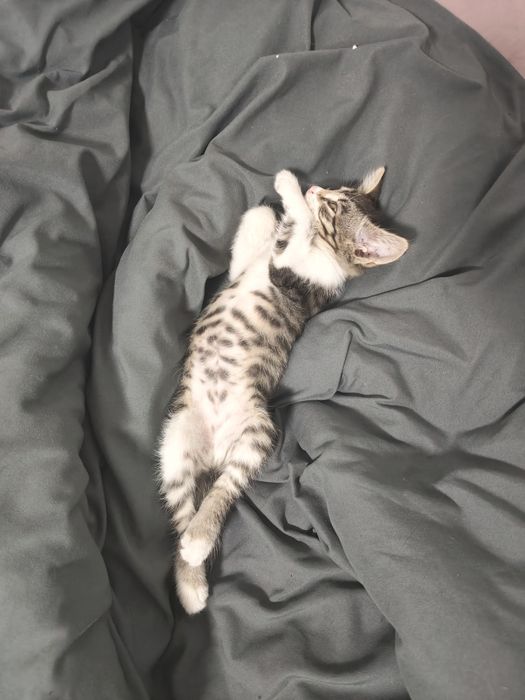 Отдам котенка в добрые руки