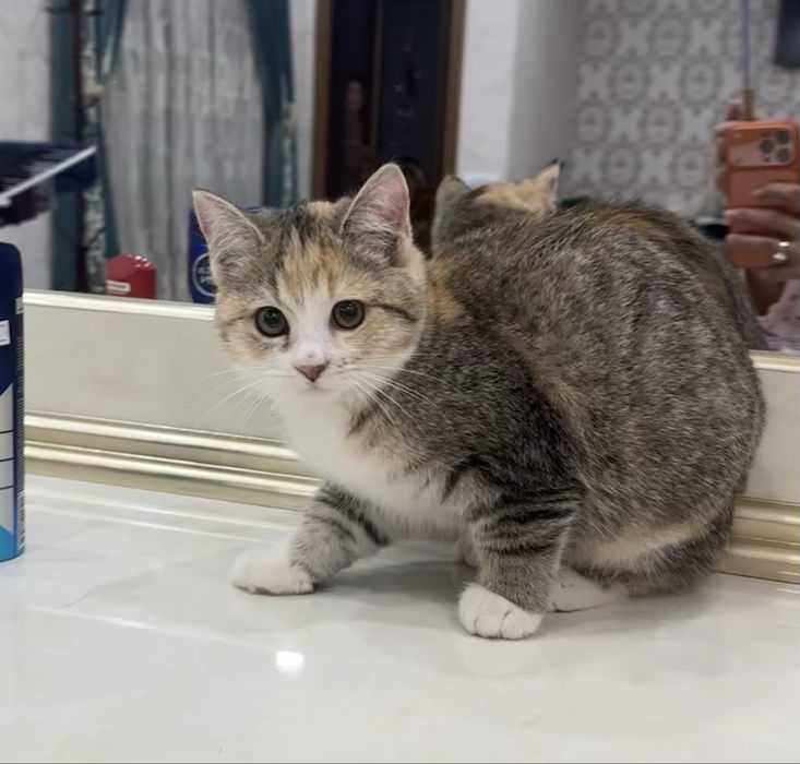 Милые пушистые котята