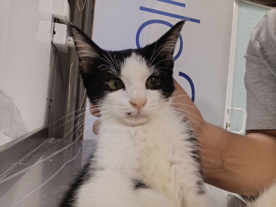 Котенок 2 месяц очень ласковый)))