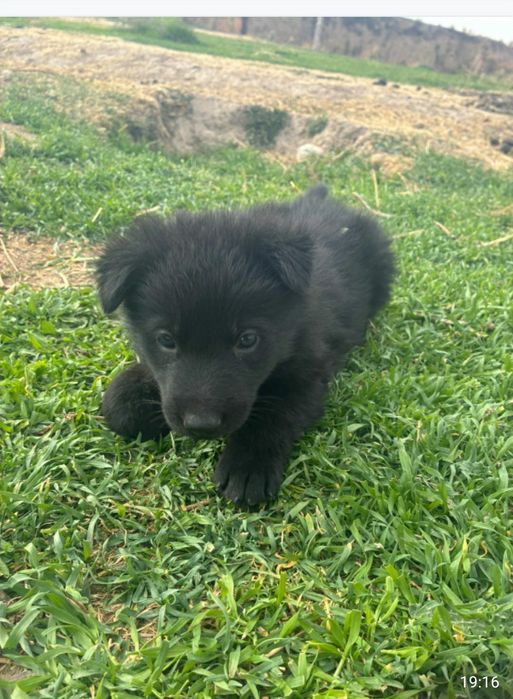 Авчарка кушіктері сатылады.