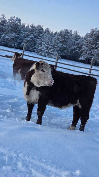 Продам телочек 2025 г. р.