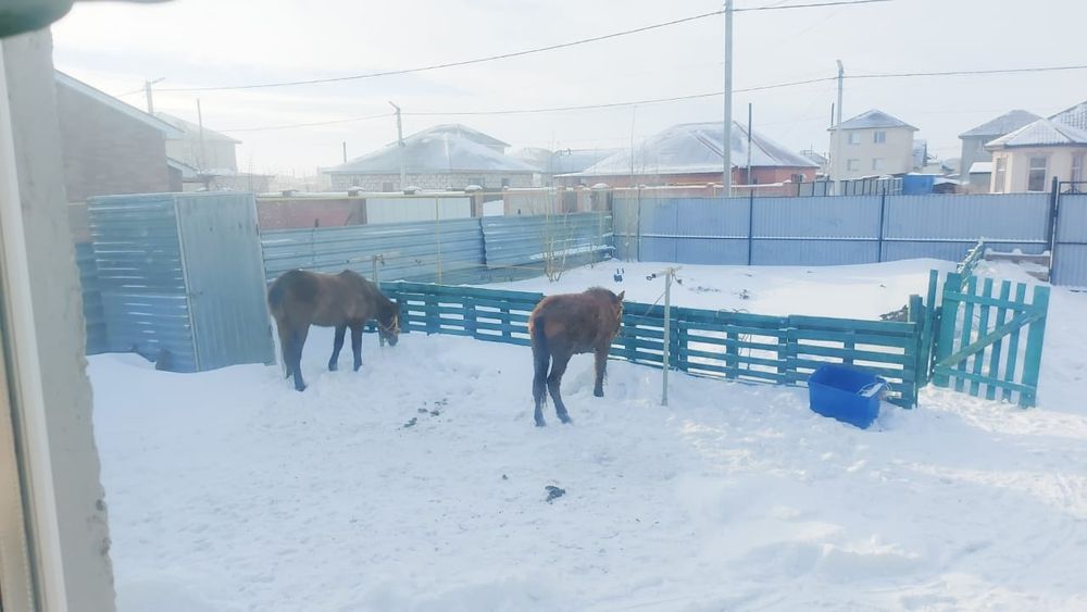 Тай урғашы екеуде