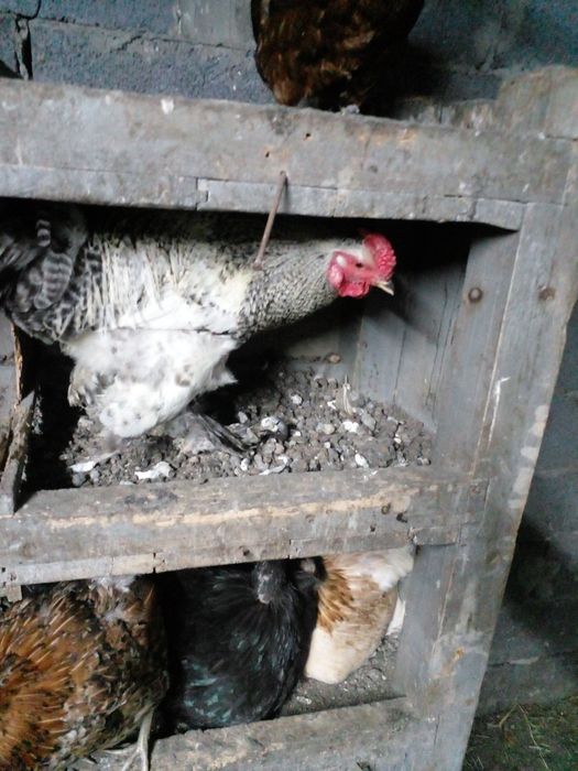 Продам кур нешушек домашние