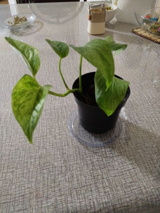 Цветы  комнатные драцены,