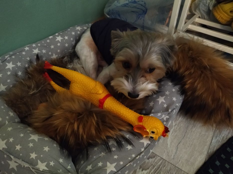 Йоркширский терьер