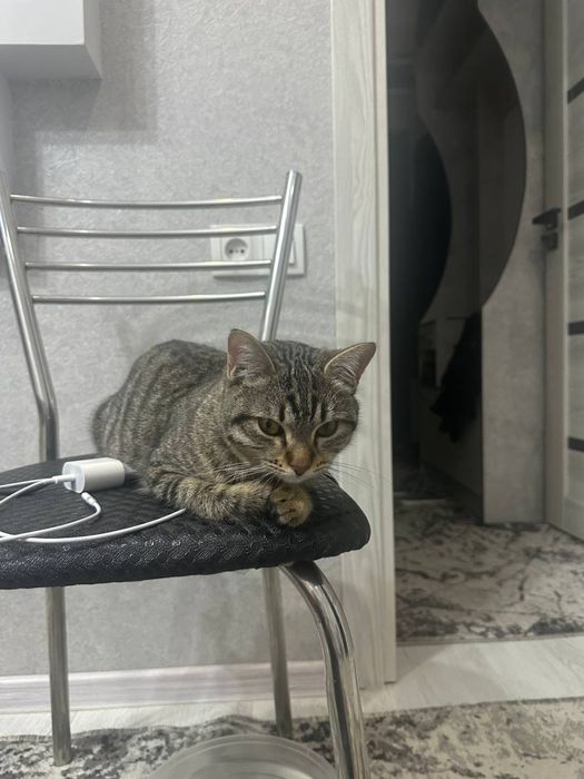 Chiroyli aqlli 3 oylik va 10 oylik mushuklar hadyaga beriladi