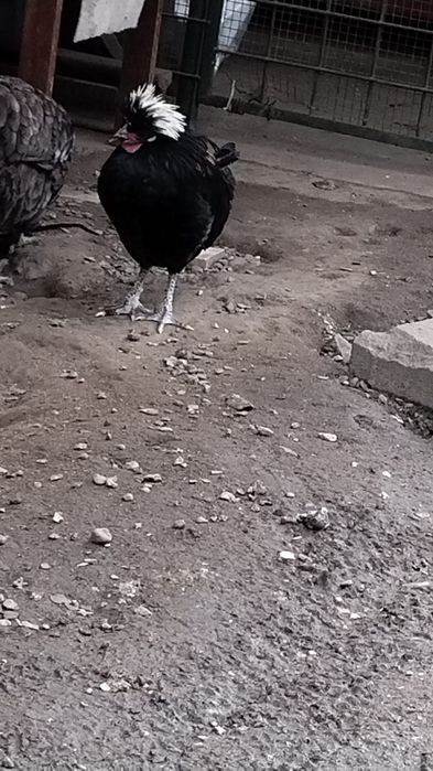 Cocoș  Moțată Olandeză