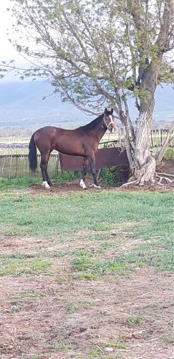 Кунан шыкпа сатылады