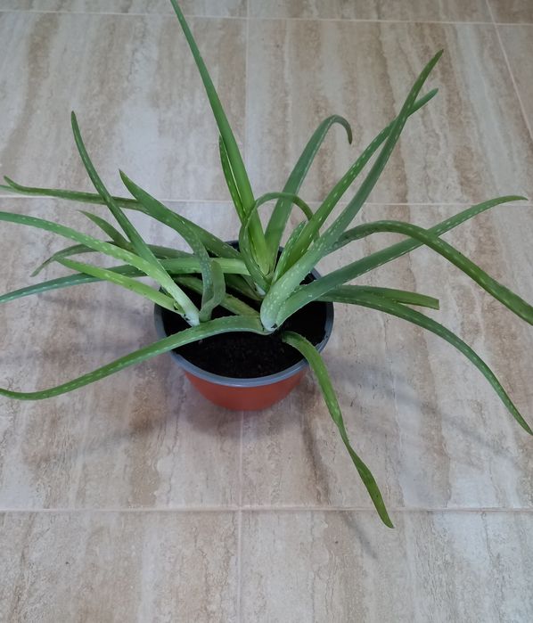 Aloe Vera plantă medicinală