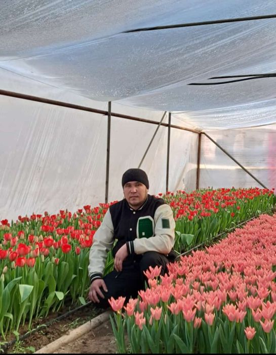 Тюльпаны оптом и в розницу.Тюльпаны голландские.оптом тюльпаны