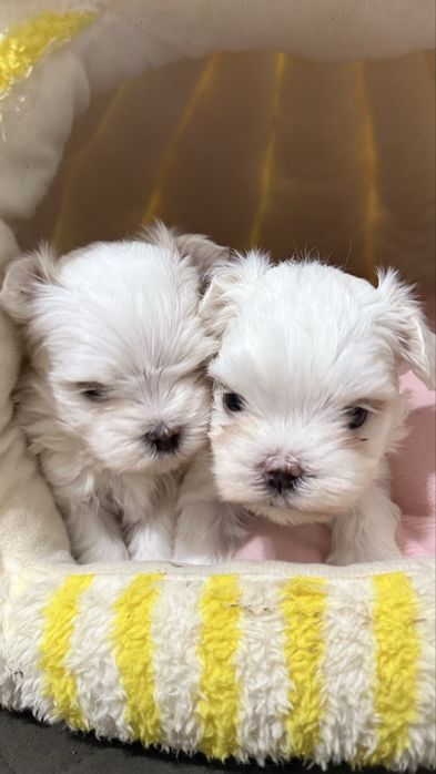 Милые щенки мальтезе