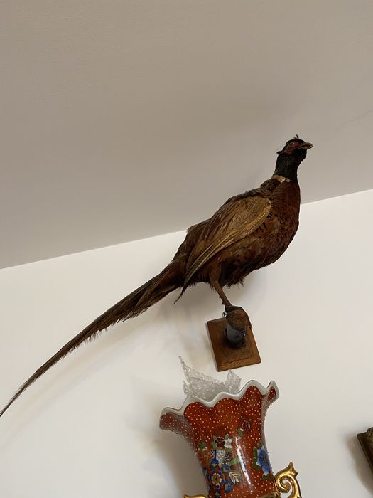 Fazani inpaiati    INPECABILI