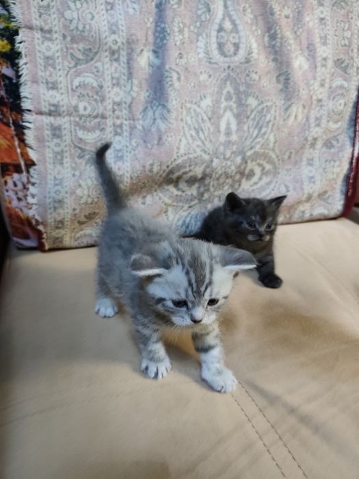 Вислоухие котята