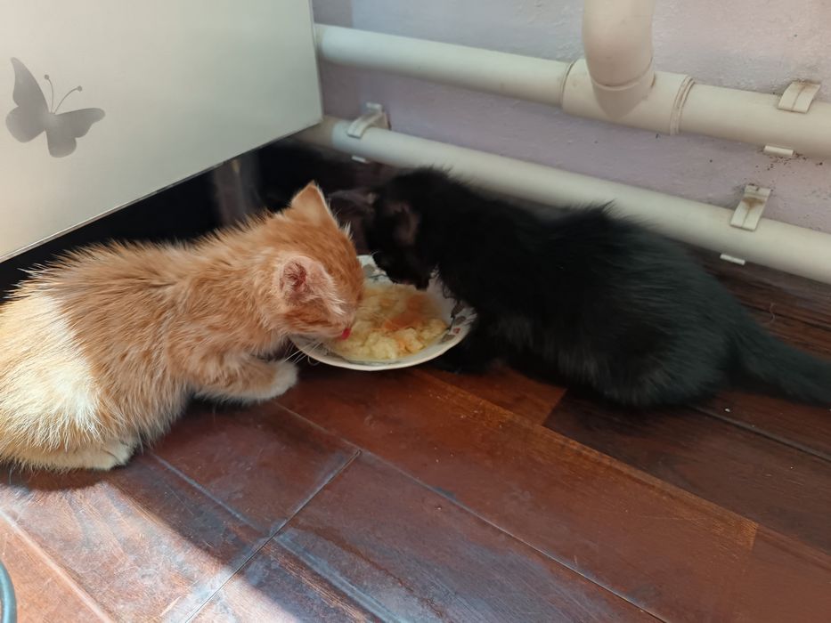 Котята бесплатно, доставкой на дом